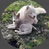 Sune